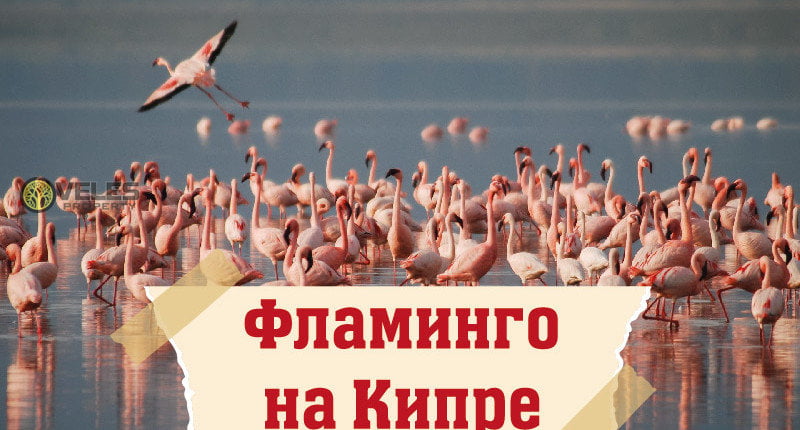 Фламинго прилетели на Кипр