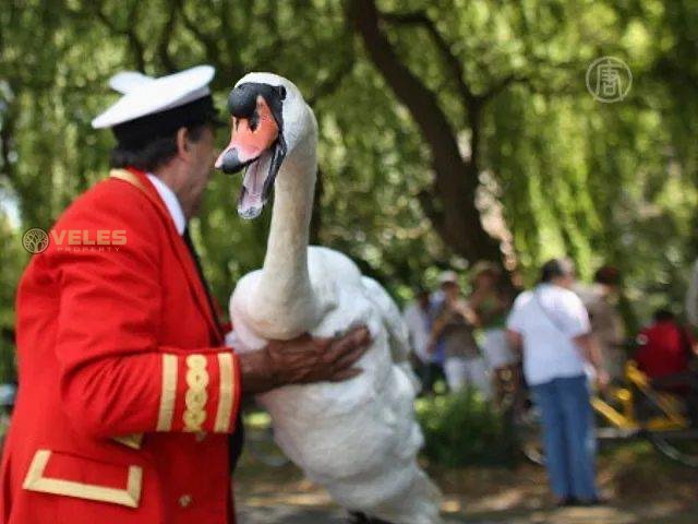 НА ТЕМЗЕ ПЕРЕСЧИТЫВАЮТ КОРОЛЕВСКИХ ЛЕБЕДЕЙ