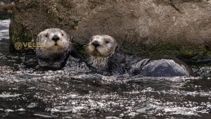 В Нью-Йоркском аквариуме поселились два спасенных южных калана